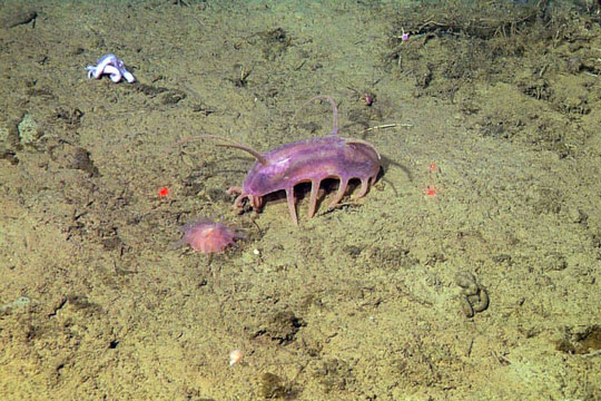 Sea Pig, một trong những loài động vật kỳ lạ nhất dưới biển