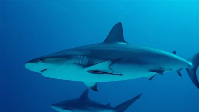 Loài cá mập, sinh vật hung dữ nhất đại dương hiện đang trên đà tuyệt chủng! - Ảnh 2.