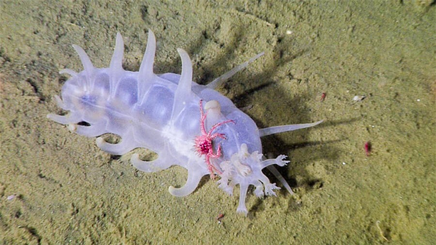 Sea Pig, một trong những loài động vật kỳ lạ nhất dưới biển - Ảnh 1.