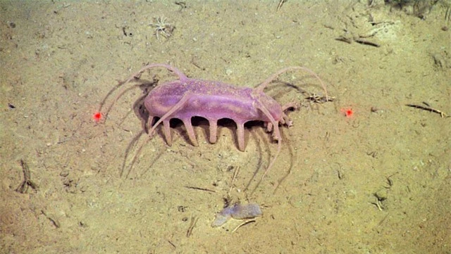Sea Pig, một trong những loài động vật kỳ lạ nhất dưới biển - Ảnh 4.