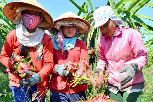 Giá 1kg thanh long rẻ hơn mớ rau, khẩn cấp tìm thêm thị trường