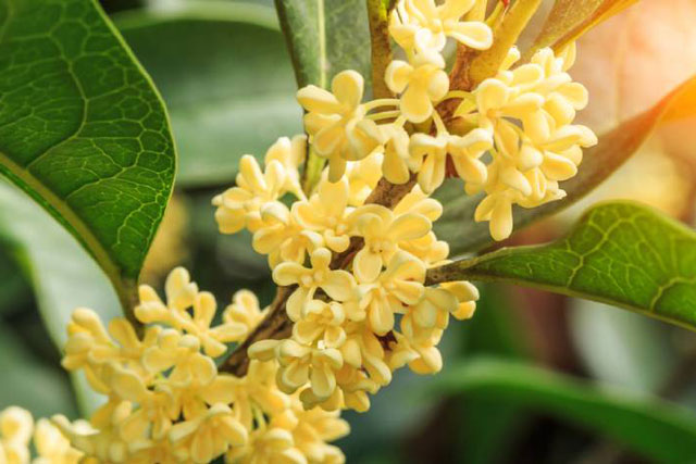 3 loại cây nhất định phải trồng trước cửa, tài lộc tỉ lệ thuận với mùi hương