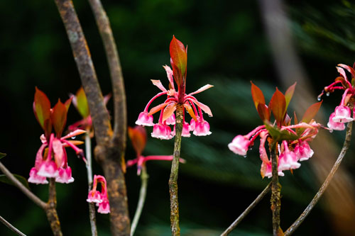 Ngắm “đặc sản” hoa đào chuông trên đỉnh Bà Nà