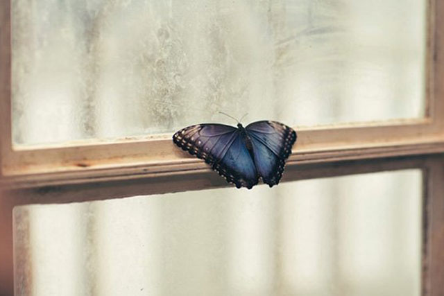 Bất ngờ thấy 4 con vật "sứ giả" Thần Tài vào nhà: Gia chủ tiền tiêu không hết, 1 loài tài sản ra đi