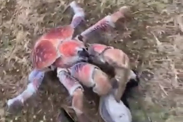 Đang bận "cuốc đất", golfer kinh hãi phát hiện một con vật kỳ dị leo lên túi, cắt đứt cả gậy golf