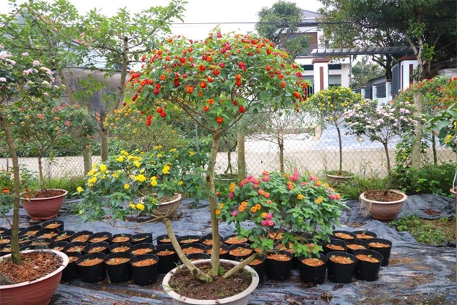 Bỏ việc về quê, 2 vợ chồng trẻ phù phép loài hoa dại thành bonsai độc lạ đắt tiền - Ảnh 10.