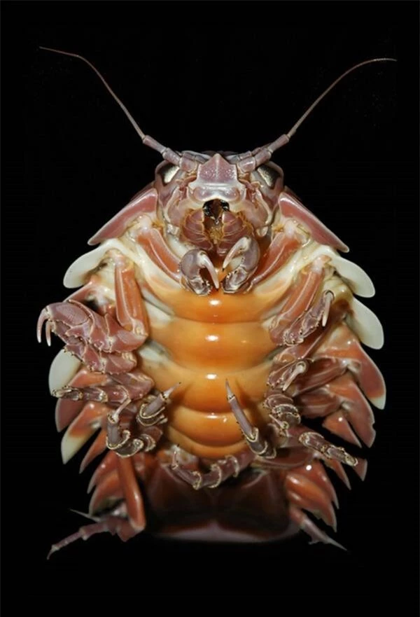 Nhìn như một con bọ khổng lồ, nhưng trên thực tế chúng lại là sinh vật sống dưới biển sâu - Ảnh 4.