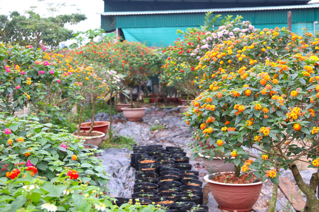 Bỏ việc về quê, 2 vợ chồng trẻ "phù phép" loài hoa dại thành bonsai độc lạ đắt tiền