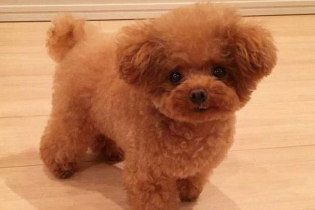 Gửi chó Poodle về quê nhờ bố mẹ chăm hộ, chàng trai tá hỏa khi gặp lại chó cưng