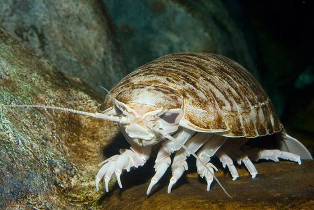 Nhìn như một con bọ khổng lồ, nhưng trên thực tế chúng lại là sinh vật sống dưới biển sâu