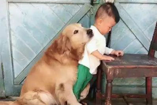 Để quên con trai 1 tuổi ở nhà với chó Golden, cảnh tượng sau đó khiến bố mẹ điếng người