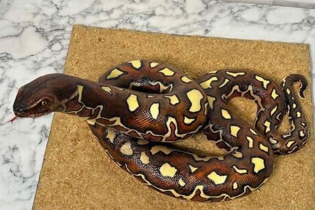 Con rắn ngoe nguẩy trên quầy bếp ai cũng sợ, đến gần mới phát hiện tất cả chúng ta bị lừa