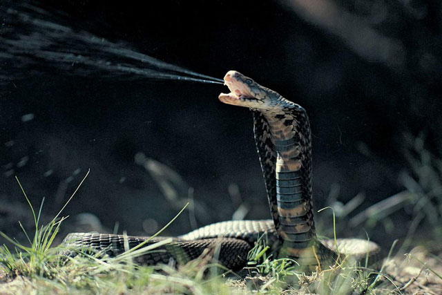 Vì sao một số loài rắn lại tiến hóa để phun ra nọc độc?