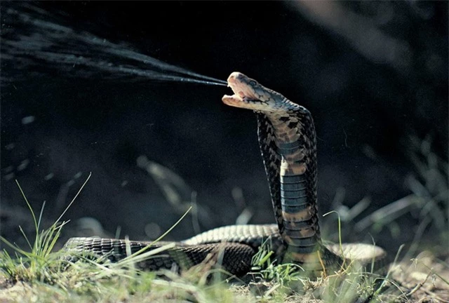 Vì sao một số loài rắn lại tiến hóa để phun ra nọc độc? - Ảnh 8.