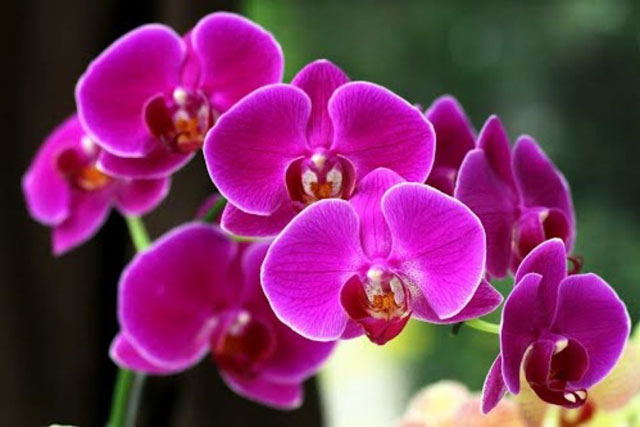 Những loại cây cảnh trong phòng khách giúp gia chủ chiêu tài, kích lộc