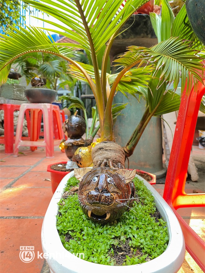 Độc đáo bonsai dừa hình con hổ với đủ sắc thái biểu cảm cho năm Nhâm Dần 2022 ở TP.HCM - Ảnh 10.
