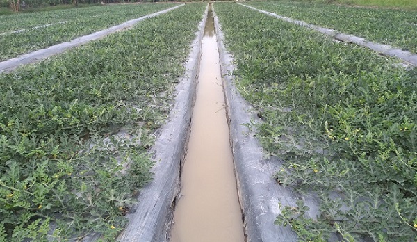 Nhiều hộ dân trồng dưa hấu, làm bánh mứt ở Cà Mau tất bật vào vụ Tết