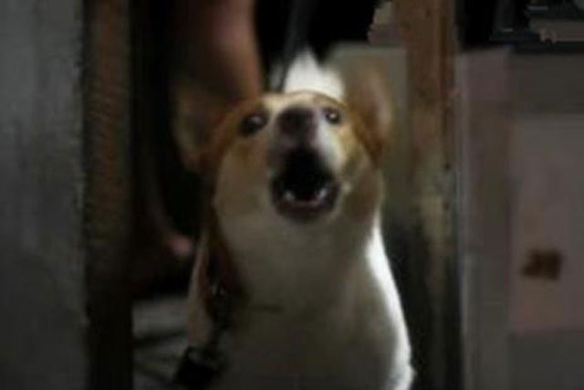 Nửa đêm chó nhà sủa gắt liên hồi, người đàn ông xuống tầng kiểm tra tá hỏa khi thấy 1 thứ