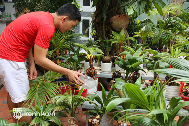 Độc đáo bonsai dừa hình con hổ với đủ sắc thái biểu cảm cho năm Nhâm Dần 2022 ở TP Hồ Chí Minh