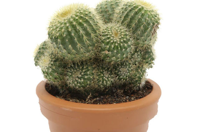 Những loài hoa ảnh hưởng xấu đến phong thủy gia chủ không nên đem vào nhà