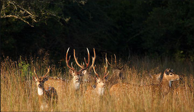 Loài hươu đốm đã xâm lăng Hawaii như thế nào?
