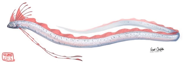 Không có vảy, nhầy và cực kỳ hiếm: Cá Oarfish, báu vật của biển sâu - Ảnh 3.