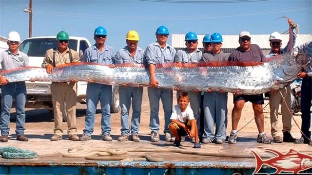 Không có vảy, nhầy và cực kỳ hiếm: Cá Oarfish, báu vật của biển sâu - Ảnh 4.