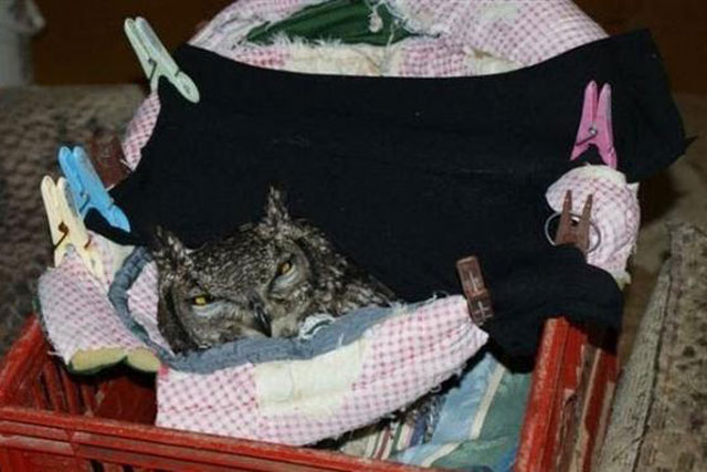 Cứu mạng con cú bị thương, người đàn ông được “quà cáp” chu đáo suốt vài năm sau đó