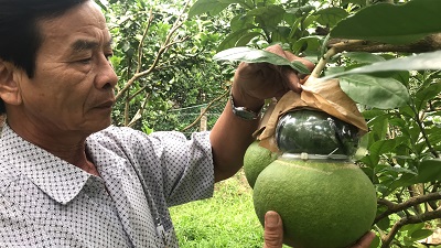 Trái cây độc, lạ tại miền Tây hút khách trước Tết nguyên Đán