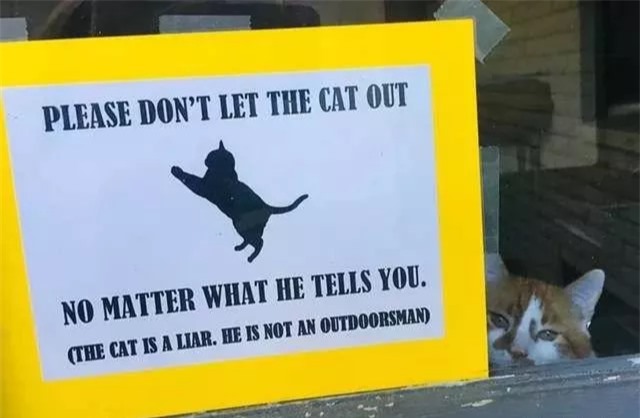 Chú mèo buồn bã ngồi bên cửa sổ khiến ai cũng xót xa, chủ nhân cảnh cáo: Đừng để nó lừa - Ảnh 7.