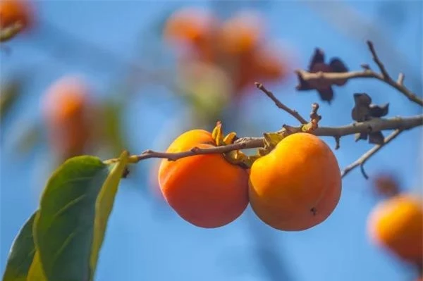 Cổ nhân khuyên: Trồng 5 loại cây này trước sân nhà, con cháu đời đời phú quý! - Ảnh 3.