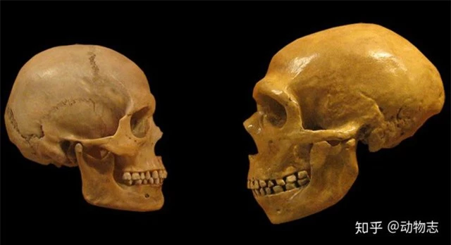 Người Neanderthal có bộ não lớn hơn người Homo sapiens, vậy làm thế nào mà người Homo sapiens đã đánh bại họ? - Ảnh 1.