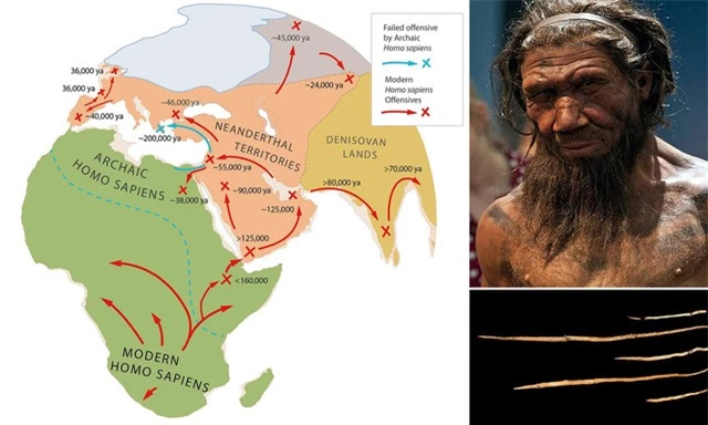 Người Neanderthal có bộ não lớn hơn người Homo sapiens, vậy làm thế nào mà người Homo sapiens đã đánh bại họ? - Ảnh 5.