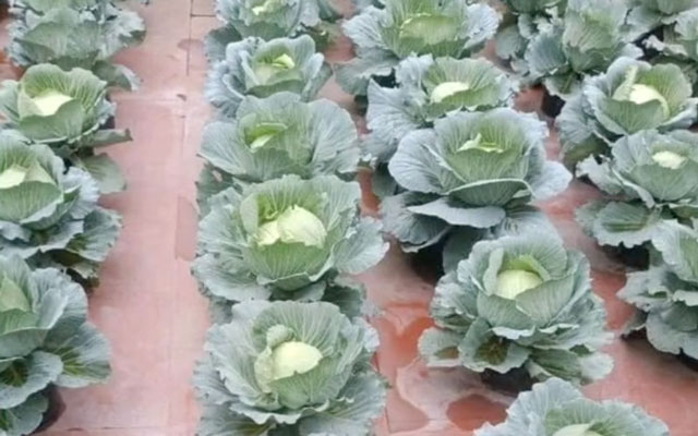 Nhà chỉ có cái sân gạch mà vẫn trồng được vườn rau xanh mướt, bí kíp của cô gái khiến dân mạng "nhao nhao" thích thú