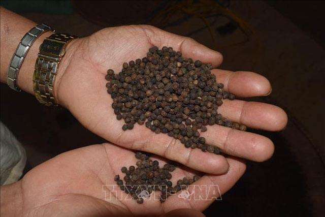 Xuất khẩu hồ tiêu dần khôi phục lại vị thế