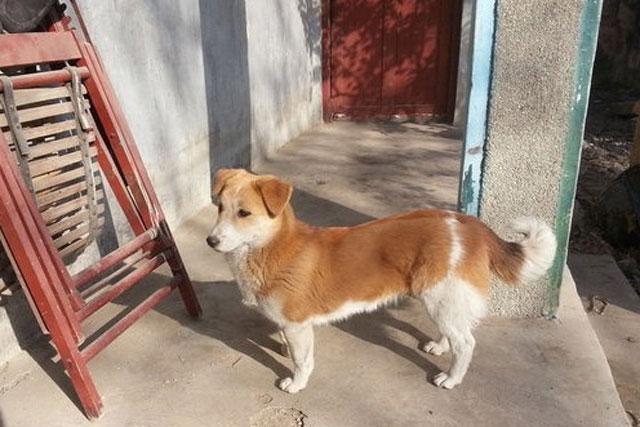 Chó mẹ dắt con đứng canh cổng suốt 2 năm, đợi chủ đi lính trở về: Ngàn vàng không mua nổi