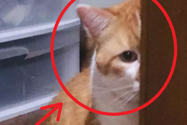 Chú mèo buồn bã ngồi bên cửa sổ khiến ai cũng xót xa, chủ nhân cảnh cáo: Đừng để nó lừa