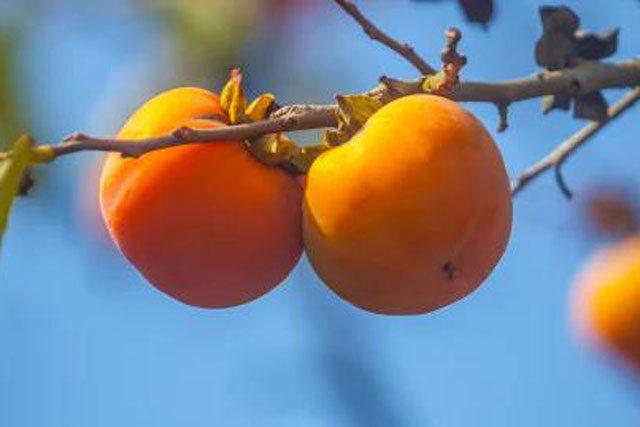 Cổ nhân khuyên: Trồng 5 loại cây này trước sân nhà, con cháu đời đời phú quý!