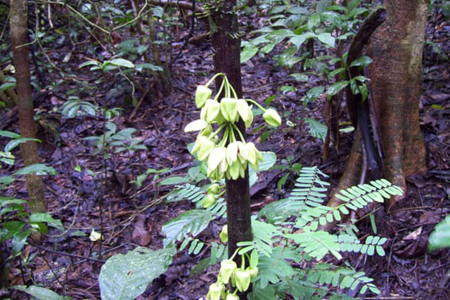 Phát hiện loài phong lan 'ma' chỉ mọc trong bóng tối