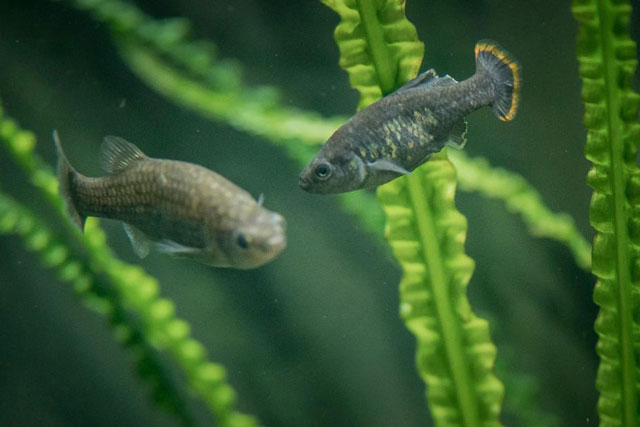 Mexico lập kỳ tích về hồi sinh loài cá đặc hữu đã tuyệt chủng