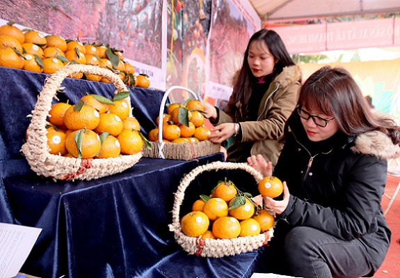 Cam Hà Giang tăng giá 3 lần nhờ bán hàng trực tuyến 
