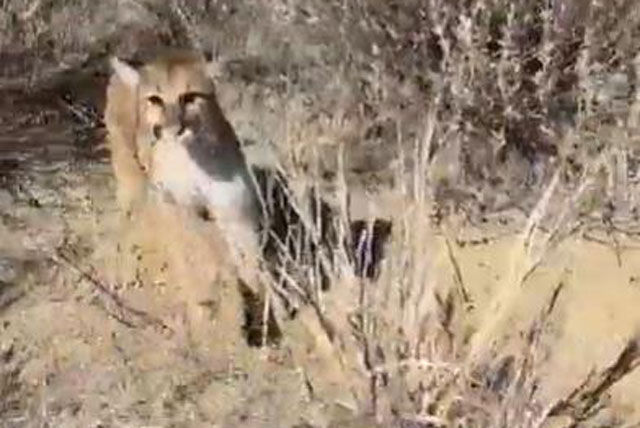 Bị sư tử núi đuổi sát nút, người đàn ông nhanh trí làm hành động này để thoát chết