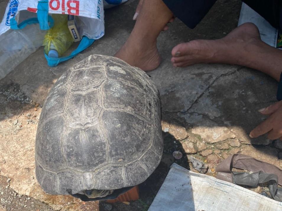 TP Hồ Chí Minh: Bán rùa trái phép trên đường phố lại “nhộn nhịp”