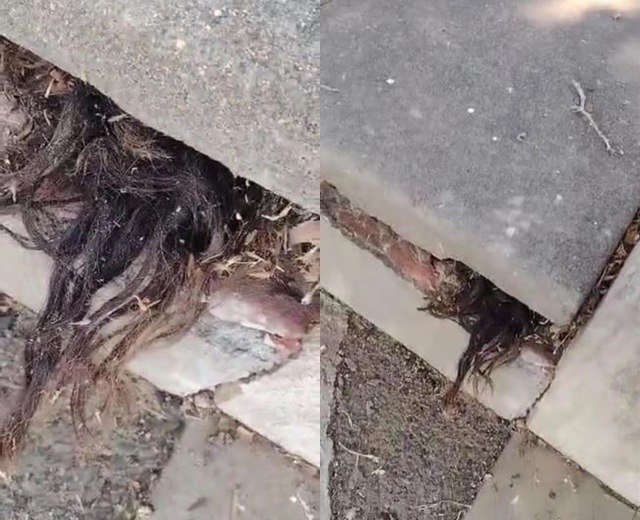 Thấy nhúm tóc thò ra từ ngôi mộ 100 tuổi, người đàn ông hốt hoảng khi quay trở lại