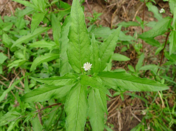 Loại cây bị coi là cỏ dại hóa vị thuốc tốt, hỗ trợ chữa ung thư, nhà ai cũng nên trồng