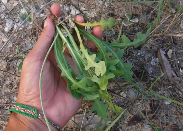 Loại cỏ dại không ai ngó ngàng, ăn thử thấy ngon bỗng “lên đời” đặc sản, bán 80.000 đồng/kg