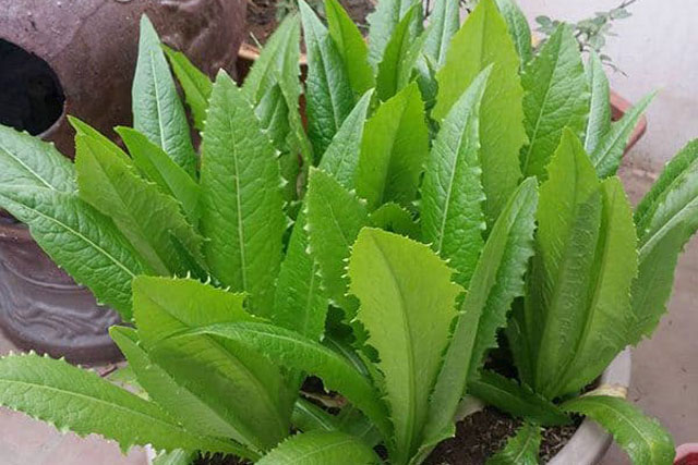 Loại rau dân dã giàu canxi hấp 36 lần canh xương heo: Dồi dào dinh dưỡng, ngừa loãng xương, giảm cân hiệu quả