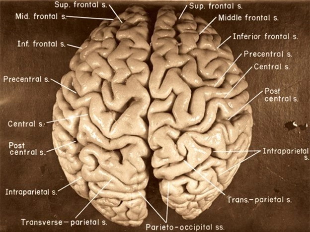 Albert Einstein là ai: Tiểu sử, mực nước biển đo IQ và câu nói bất hủ - Ảnh 2.