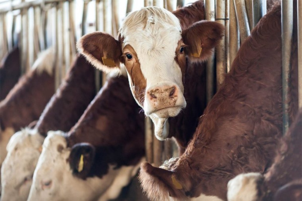 Góp phần bảo vệ môi trường: Các trang trại nuôi gia súc lấy thịt cần rất nhiều đất, thức ăn, năng lượng và nước. Một báo cáo đã chỉ ra rằng tới 51% lượng khí nhà kính thải ra trên toàn cầu là từ các hoạt động chăn nuôi gia súc. Giảm ăn thịt đỏ cũng là cách bạn góp phần bảo vệ môi trường và bầu khí quyển.