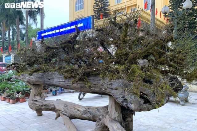 Nhất chi mai giá gần nửa tỷ đồng bán trên vỉa hè Hà Nội